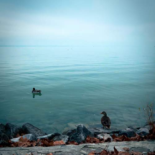 Photo #11214832