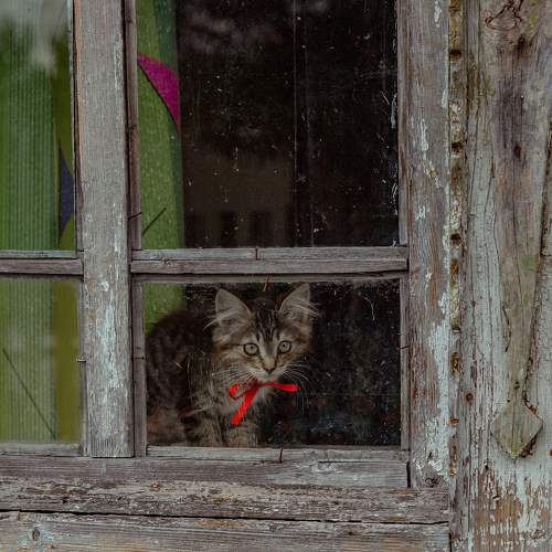 Photo #11214993