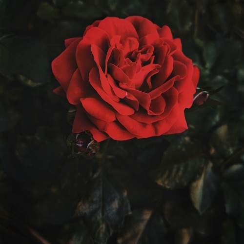 Photo #11215263