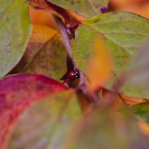 Photo #11215277