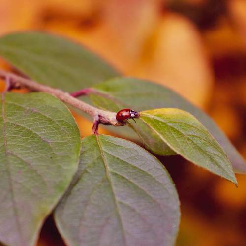 Photo #11215289