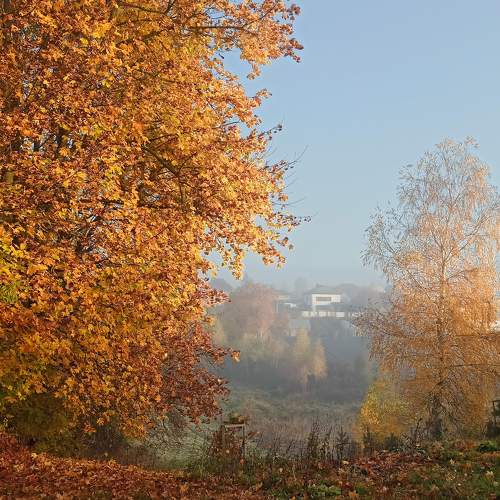 Photo #11216720