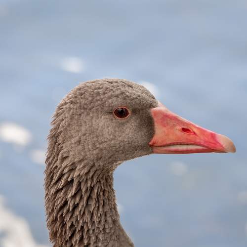 Photo #11217549