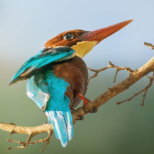 Kingfisher bird