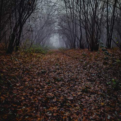 Photo #11218222