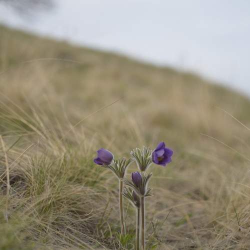 Photo #11218417