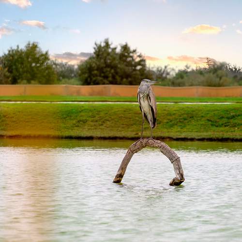 Photo #11218532