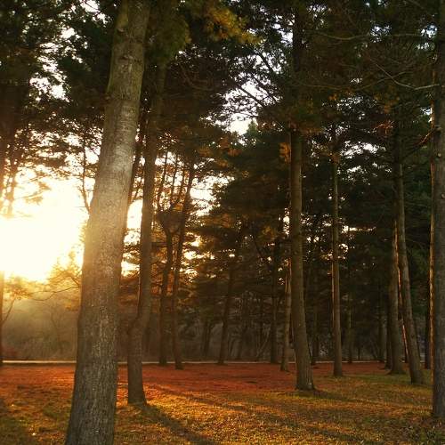 Photo #11218700
