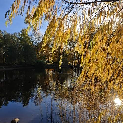 Photo #11218747