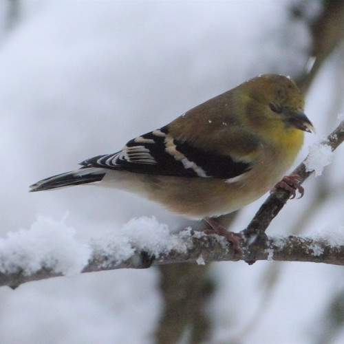 Photo #11219204