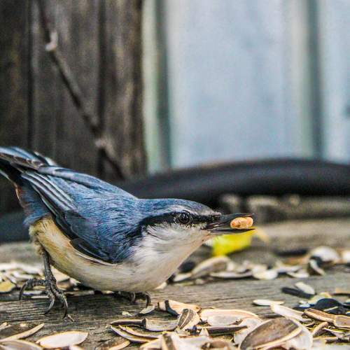 Photo #11219540