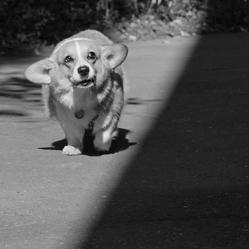 Photo #11219729