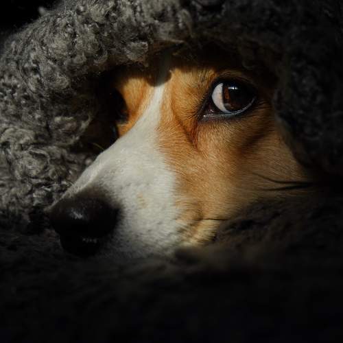 Photo #11219828