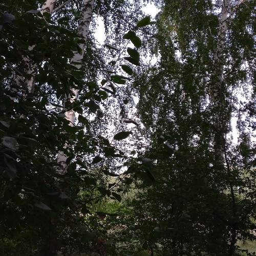 Photo #11219856