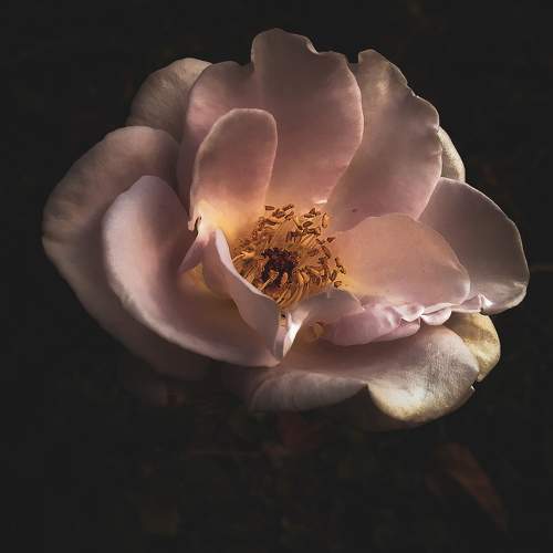 Photo #11220912