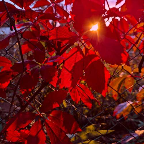 Photo #11221095