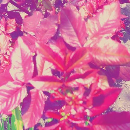 Photo #11221584