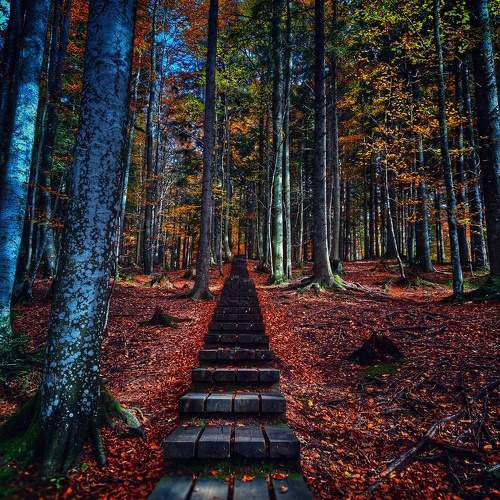 Photo #11222858
