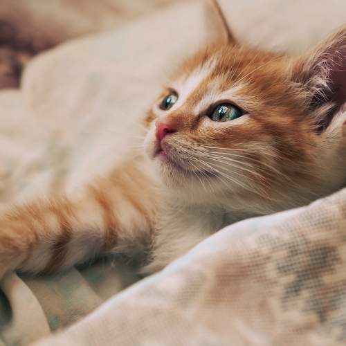 Photo #11223159
