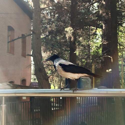 Photo #11223334