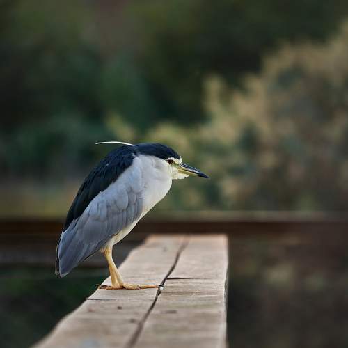 Photo #11223853