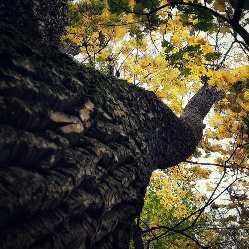 Photo #11224017