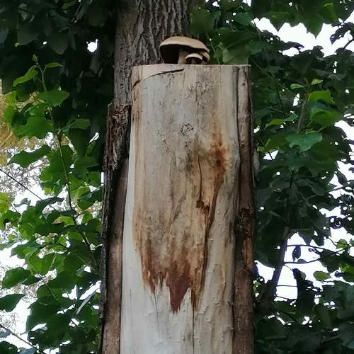 Photo #11225457