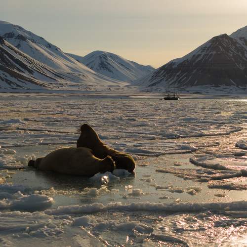 Heartbeats of the Arctic - A Bird’s Eye View