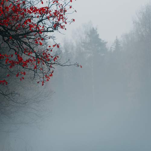Photo #11226282