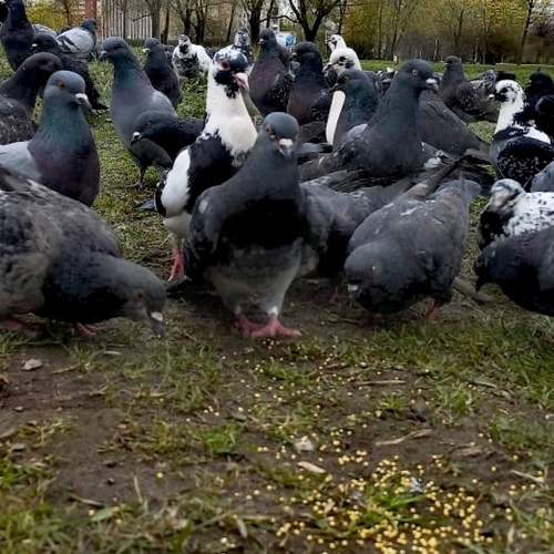 Photo #11226522