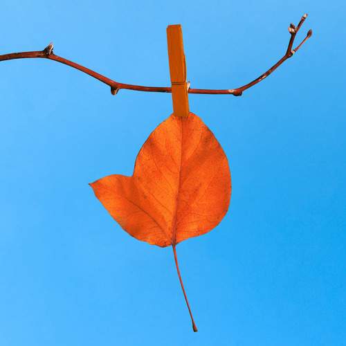 Photo #11226646