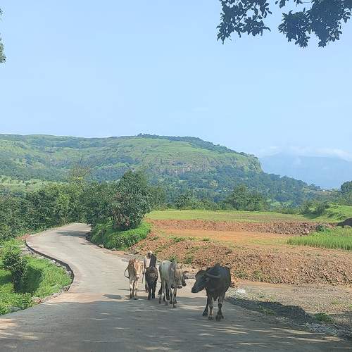 Photo #11227087