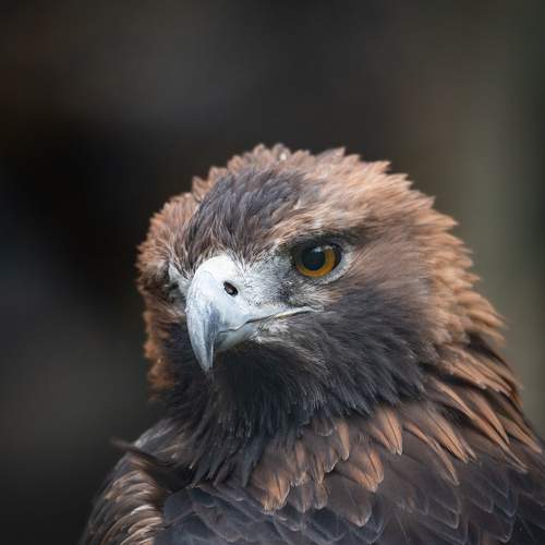 Photo #11227098