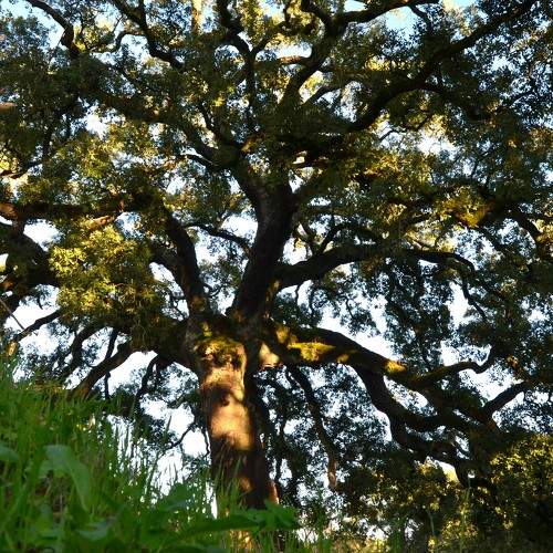 The big cork oak tree