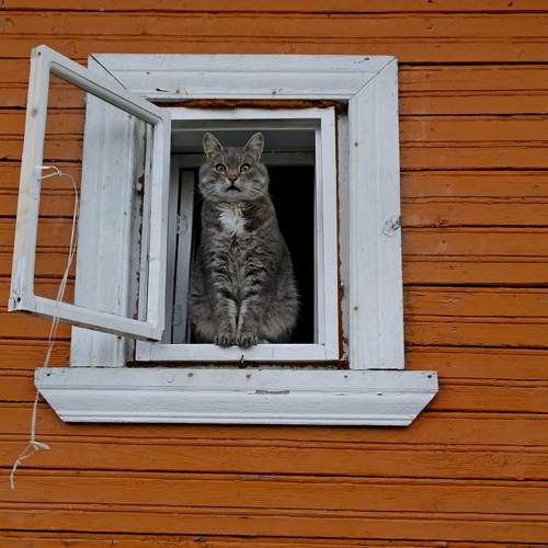 Photo #11227998