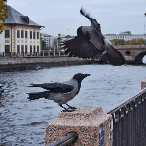 Photo #11228034