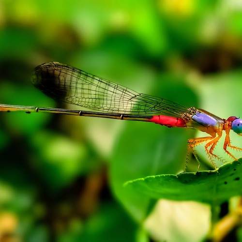 Photo #11229322