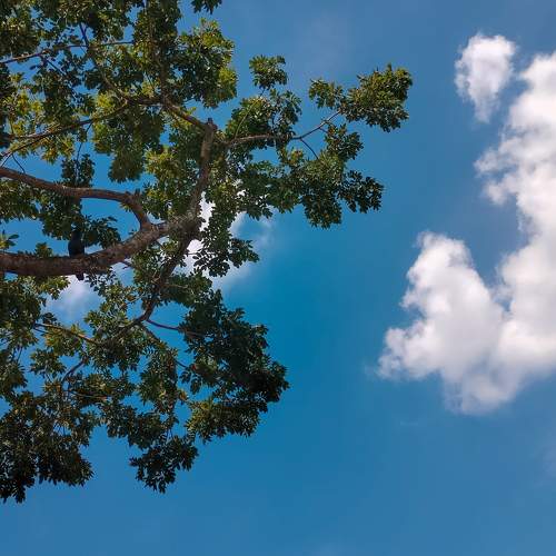 CTree ☁️✨
