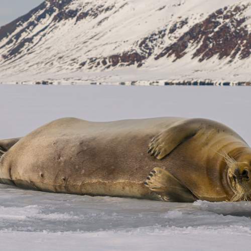 Heartbeats of the Arctic - A Bird’s Eye View