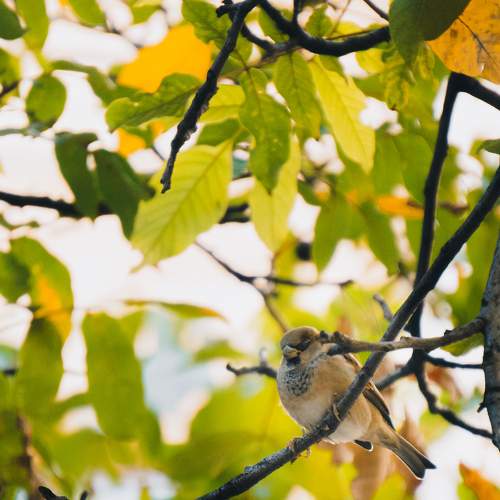 Photo #11231047