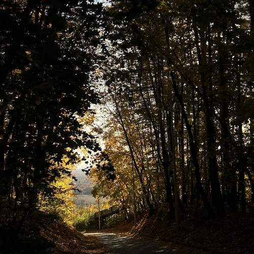 Photo #11231655