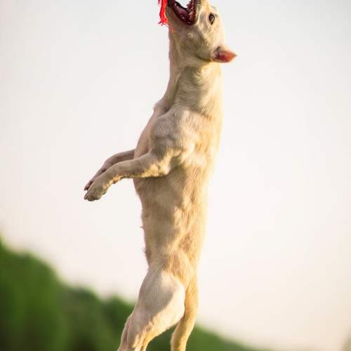 Photo #11231717