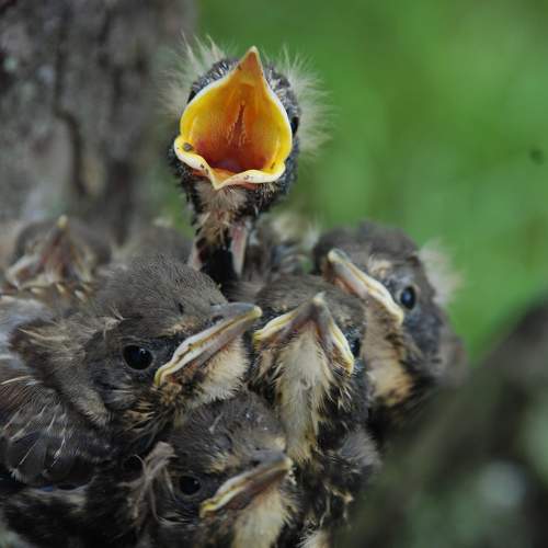 Photo #11232251
