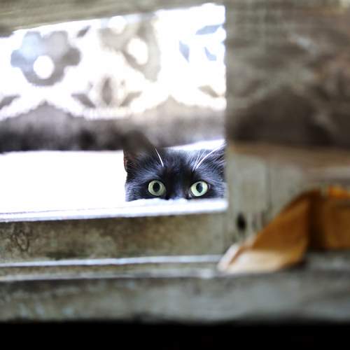 Photo #11232346