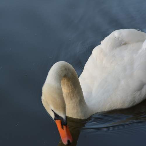 Photo #11232473