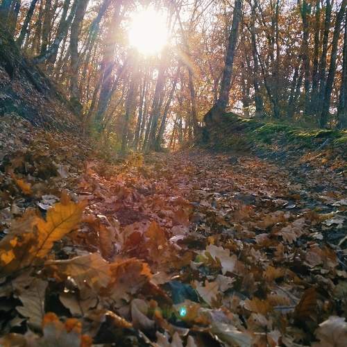 Photo #11233202