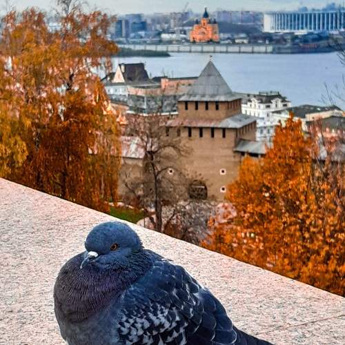 Photo #11233496
