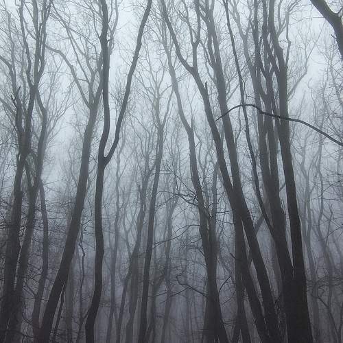 Photo #11233820