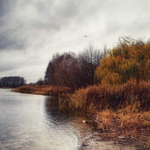 Photo #11234131