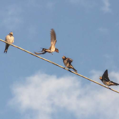 Photo #11234509